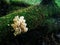 Mushrooms growing in the wild forest Artomyces pyxidatus