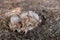 Mushrooms Growing in Wood Chips with Blurred Background