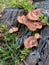 Mushrooms grown on fallen tree trunk