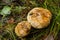 Mushrooms grown after a rain forest