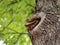 Mushrooms grown on a tree stalk