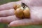 Mushrooms harvest time. A group of young Slippery jack Suillus luteus mushrooms on women`s arm. Picking edible mushrooms in