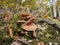 Mushrooms and heather