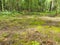 Mushrooms and heather in a coniferous forest