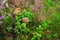 Mushrooms on a heather field.