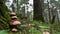 Mushrooms hidden in the middle of a green forest with many large trees