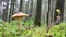 Mushrooms hidden in the middle of a green forest with many large trees