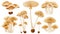 Mushrooms, honey fungi and shimeji. Natural vegetarian forest food plants shown in flat modern illustrations.