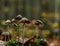 Mushrooms in Jena at autumn with bottom side perspective