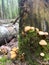 Mushrooms Kuehneromyces mutabilis growing on trees and stumps