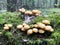 Mushrooms Kuehneromyces mutabilis growing on trees and stumps