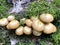Mushrooms Kuehneromyces mutabilis growing on trees and stumps