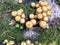 Mushrooms Kuehneromyces mutabilis growing on trees and stumps