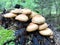 Mushrooms Kuehneromyces mutabilis growing on trees and stumps