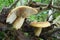 Mushrooms Lactarius