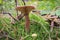 Mushrooms Lactarius rufus among forest vegetation