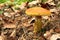 Mushrooms Larch bolete