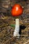 Mushrooms Latin Fungi or Mycota is a realm of wildlife, uniting eukaryotic organisms that combine some of the