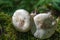 Mushrooms Latin Fungi or Mycota is a realm of wildlife, uniting eukaryotic organisms that combine some of the