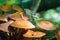 Mushrooms Latin Fungi or Mycota is a realm of wildlife, uniting eukaryotic organisms that combine some of the