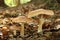 Mushrooms in leaf litter