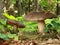 Mushrooms in leaf litter