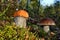 Mushrooms leccinum versipelle and boletus edulis