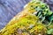 Mushrooms, lichen and moss on dried tree