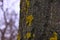 Mushrooms, lichen and moss on dried tree.Bark closeup covered with fungal. Green yellow lichen on trees.Nature wallpaper