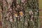 Mushrooms, lichen and moss on dried tree.Bark closeup covered with fungal. Green yellow lichen on trees.Nature wallpaper