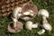 Mushrooms lie on the grass near the basket.