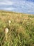 mushrooms on the meadow