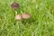 Mushrooms on meadow