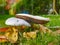 Mushrooms on a meadow which are standing very close to each other