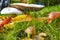 Mushrooms on a meadow which are standing very close to each other