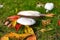 Mushrooms on a meadow which are standing very close to each other