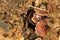 Mushrooms and mold grow on wet timber