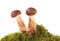 Mushrooms on moss