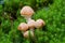 Mushrooms in moss