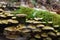 Mushrooms on a Mossy Log