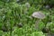 Mushrooms mushroom moss forest vegetation