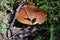 Mushrooms mushroom moss forest vegetation