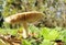 Mushrooms mushroom in the nuture green leaves like umbrellas