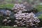 Mushrooms Mycena inclinata on a stump