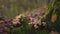 Mushrooms in natural environment forest, woodland, in the VisegrÃ¡d mountains, Hungary