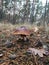 mushrooms nature forest autumn pinecone belarus