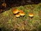 Mushrooms in the northern forest in late autumn. The Latin name is Collybia distorta, Rhodocollybia prolixa.