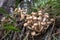 Mushrooms opyat in the forest in autumn close-up. family of fungi