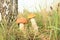 Mushrooms - Orange Birch Bolete