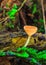 Mushrooms orange boletus in forest moss